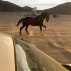 حصان سبوق كاسب ميادين