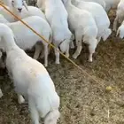رخال حريات حرش طيبه