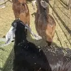 5 جفار قبرصيات وعارضيات