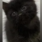 قط شيرازي للتبني