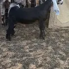 تيس عارضي تم البيع
