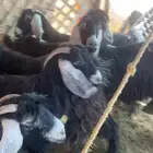 معزا عارضيت صنف كفو