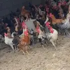 ديكه للبيع العدد 140 محايل عسير