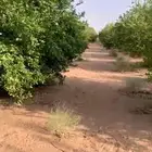 ليمون أبو زهيرة
