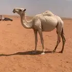 بكره وضحا