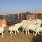 حريات متابيع 11 معها 13