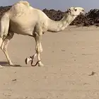 بعير