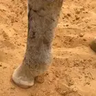 حصان للبيع سبب البيع محتاج دراهم مالي حد