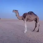 ناقه حمرا حايل