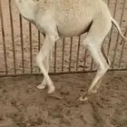اثنين قعدان نظيييفة شرط
