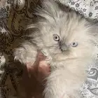 قط هيمالايا