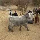تيس عارضي
