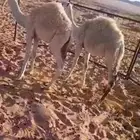 حشو للبيع