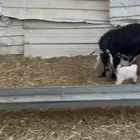 معزا متابيع