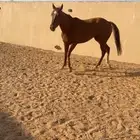 للبيع فرس انتاج العمر 4 سنوات