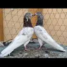 مكه