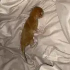 كيتن يحتاج ام مرضعه