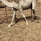 بكره مفروده
