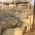 طليان ذبايح مناسبات