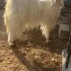 عنز عرضية دافع فوق ثلاث شهور