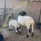 رباعيه حدرها خروف نعيمي