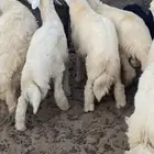 طليان حريه شحم ولحم ظهورها طيبه واطرافها طيبه