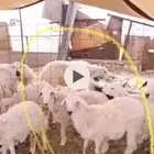 مقاني للبيع كل نعجة معها طلي 1 بالإضافة إلى طلي ذبيحة