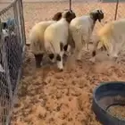 4طليان نعيم ( تم البيع)