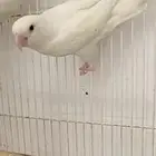 ذكر روز البينو صافي عيون حمر