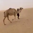 ابل