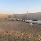 دجاج