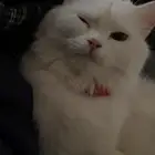 قطوه للبيع شيرازي