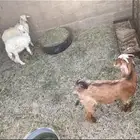 جمده و2 طليان حري غنم كفو