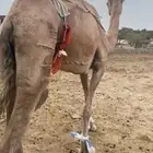 ثنتين من البل ضرايب ومنتجه (الموقع الجعبه )