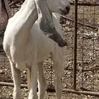 تيس وجفره مشاريك صنف الصنف
