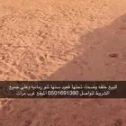 خلفه وضحاء