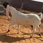 عنز