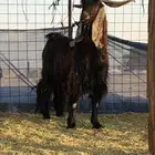 تيس فاخر طيب