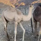 بكره للبيع
