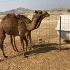 بكره صفراء فل