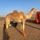 للبيع قعود ثني