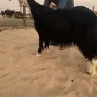 جذعة نجدية