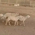 غنم ظان صنف