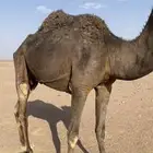عشرا للبيع