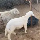 خروف 5 اشهور فل ظهر وطرف