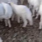 بهم تربيه تم البيع اضغط متابعه