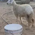 رخله حريه