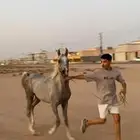 حصان واهو شعبي