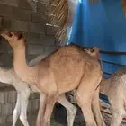 حيران قعدان للبيع