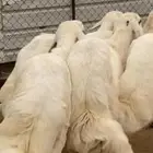 5 خرفان كفو كفو
